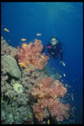156054 Scuba Diver On Pacific Soft Coral Reef A4 Photo Print