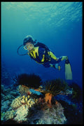 156055 Scuba Diver And Pacific Crinoids A4 Photo Print