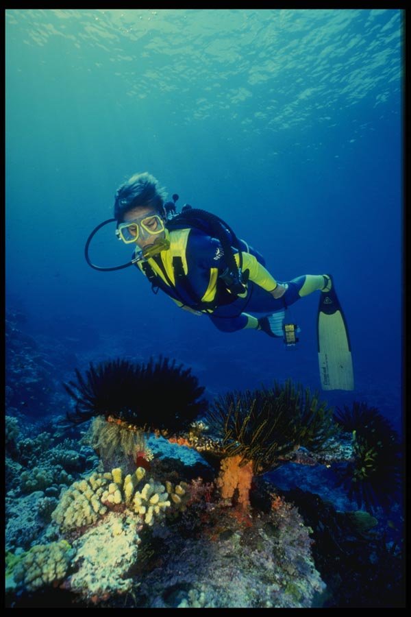 156055 Scuba Diver And Pacific Crinoids A4 Photo Print
