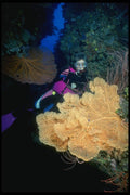 156057 Sea Fans, Sea Whips And Soft Corals A4 Photo Print