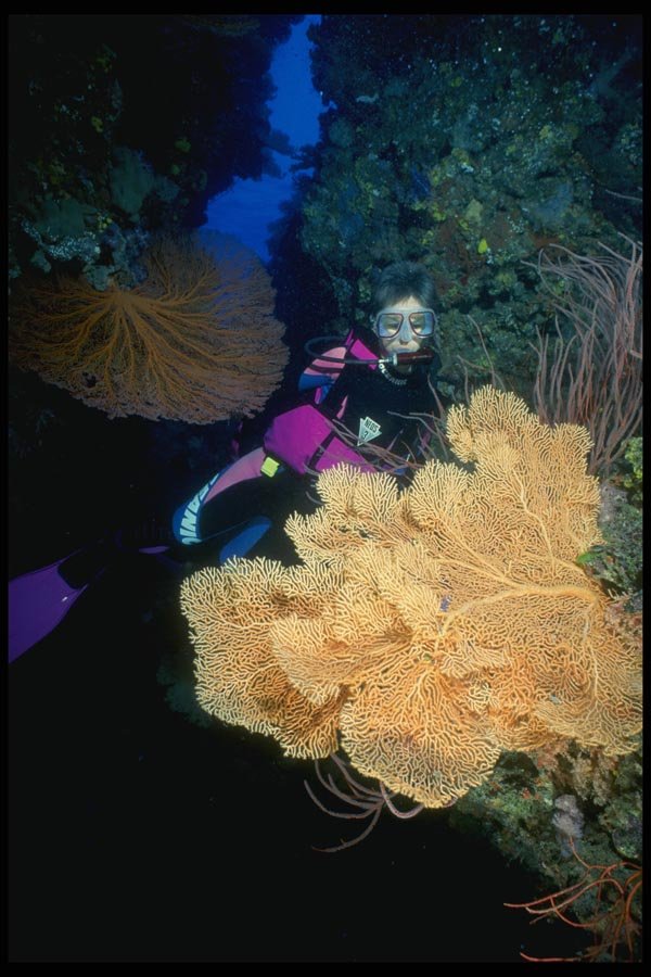 156057 Sea Fans, Sea Whips And Soft Corals A4 Photo Print