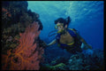 156058 Scuba Diver And Pacific Sea Fans A4 Photo Print