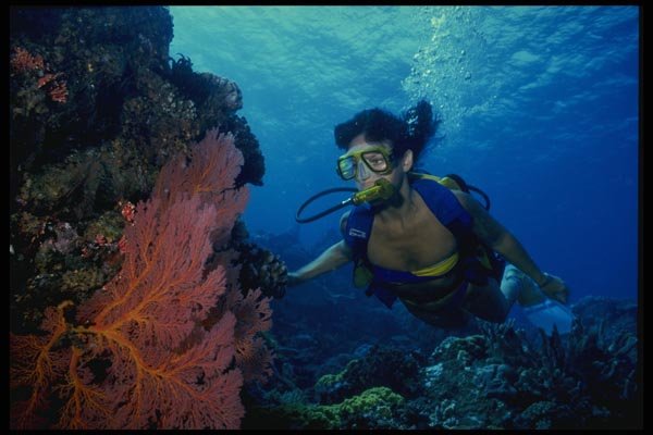 156058 Scuba Diver And Pacific Sea Fans A4 Photo Print
