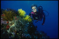 156060 Scuba Diver With Pacific Yellow Crinoids A4 Photo Print