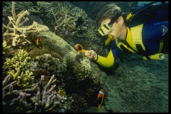 156061 Scuba Diver And Clown Fish A4 Photo Print