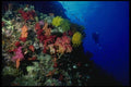 156062 Wall Of Colorful Soft Corals And Crinoids A4 Photo Print