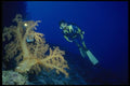 156063 Giant Pacific Soft Coral In Deep Water A4 Photo Print