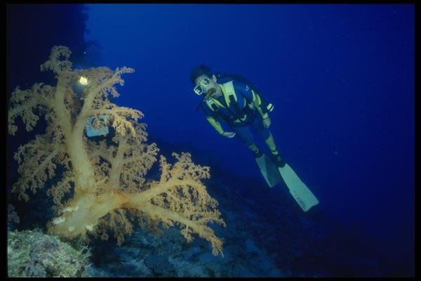 156063 Giant Pacific Soft Coral In Deep Water A4 Photo Print