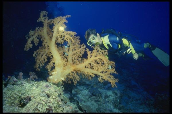 156064 Scuba Diver With Giant Pacific Soft Coral A4 Photo Print