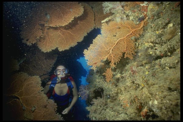 156065 Cave Filled With Sea Fans And Soft Coral A4 Photo Print
