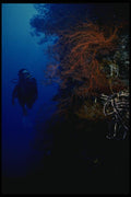 156066 Scuba Diver On Fan Covered Wall A4 Photo Print