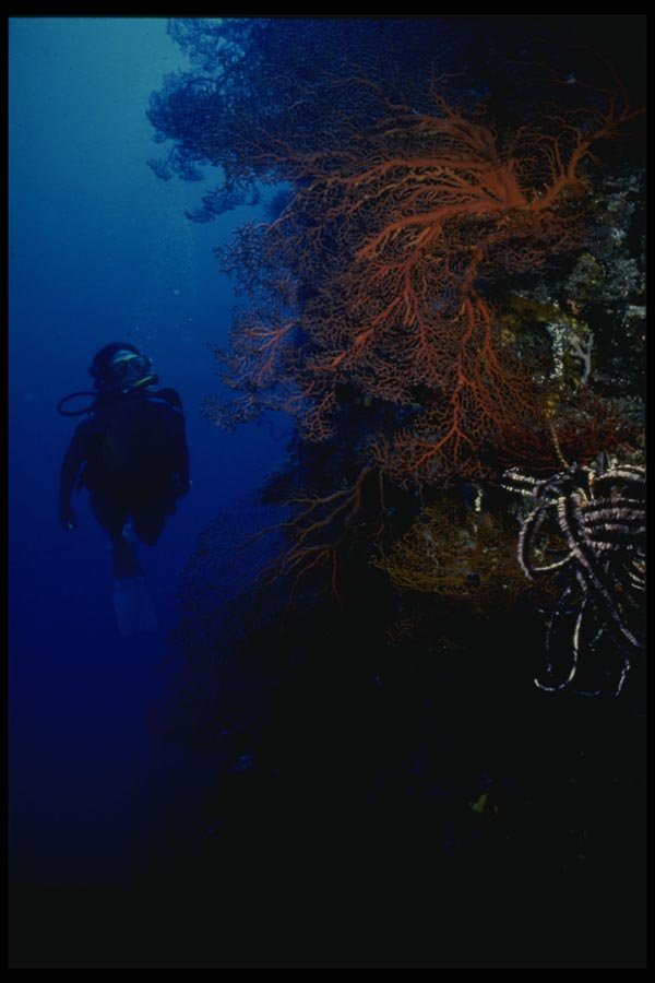 156066 Scuba Diver On Fan Covered Wall A4 Photo Print