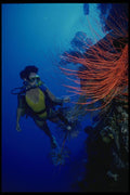 156067 Scuba Diver And Red Sea Whips On Wall A4 Photo Print