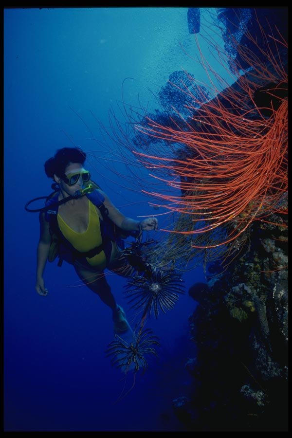 156067 Scuba Diver And Red Sea Whips On Wall A4 Photo Print