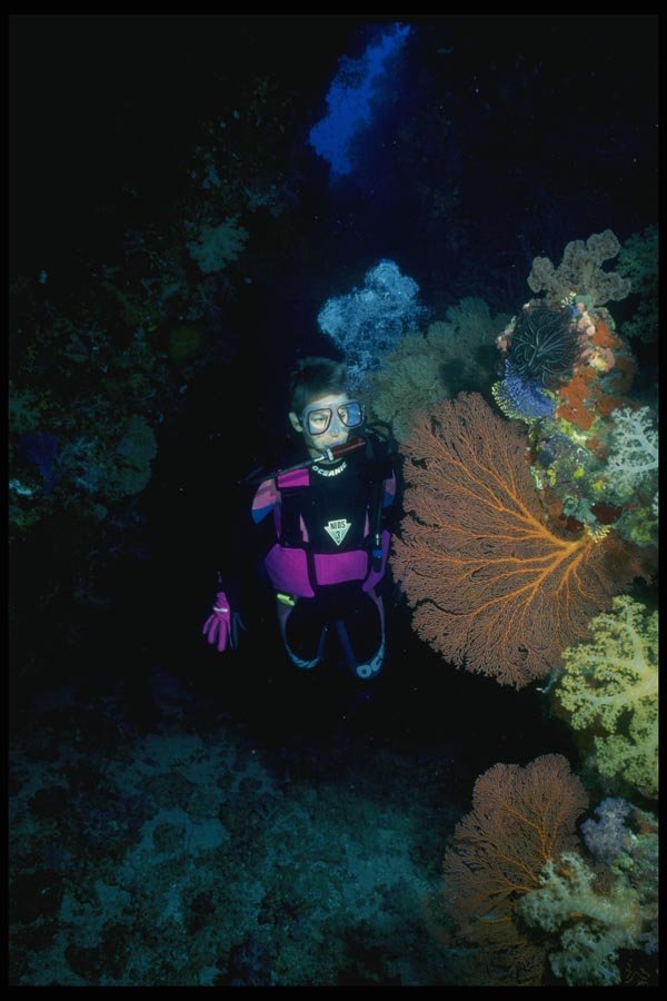156069 Coral Arch With Sea Fans And Soft Corals A4 Photo Print