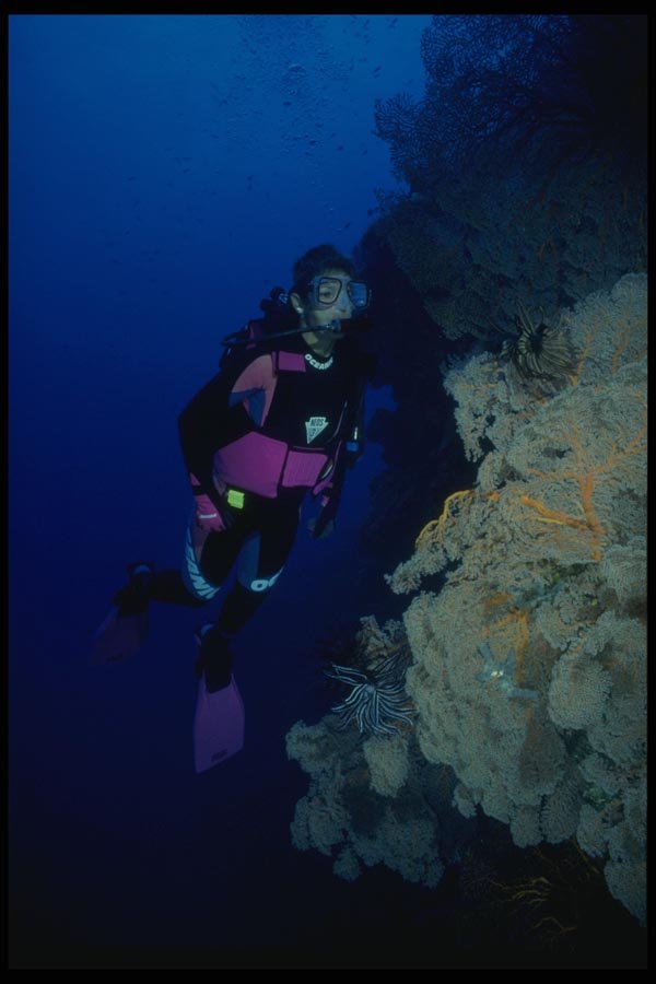 156070 Wall Of Pacific Sea Fans With Scuba Diver A4 Photo Print