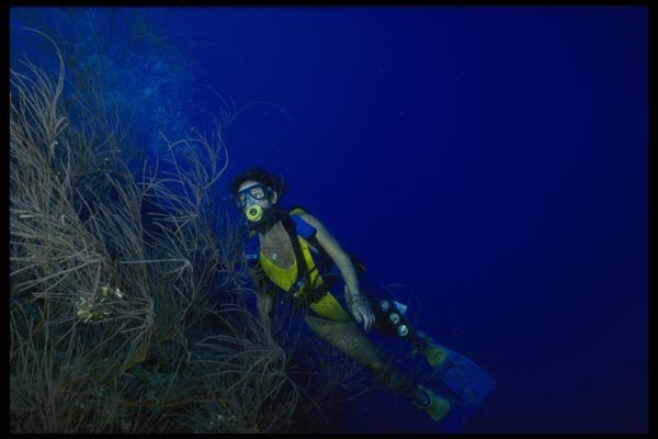 156075 Scuba Diver On Caribbean Wall A4 Photo Print