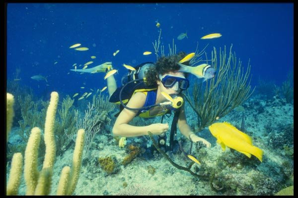 156077 Scuba Diver Feeding Yellow Coney A4 Photo Print