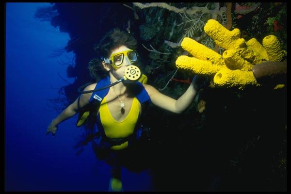 156078 Scuba Diver And Caribbean Yellow Tube Sponges A4 Photo Print