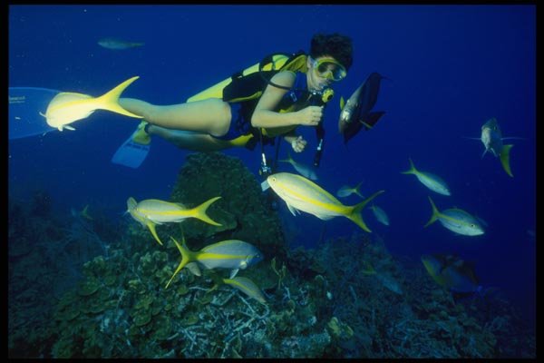156079 Scuba Diver Feeding Gray Angelfish And Yellow Tail Snapper A4 Photo Print