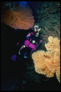 156080 Diver With Pacific Sea Fans A4 Photo Print