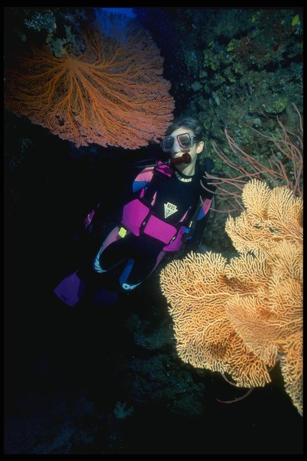 156080 Diver With Pacific Sea Fans A4 Photo Print