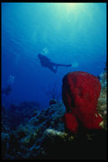 156081 Strawberry Sponge And Divers In The Distance A4 Photo Print