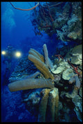 156082 Underwater Video On Caribbean Wall A4 Photo Print
