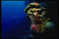156083 Caribbean Wall With Diver In The Distance A4 Photo Print