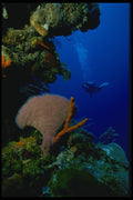 156085 Caribbean Sponges With Diver In Distance A4 Photo Print