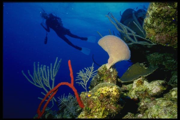 156086 Caribbean Reef With Scuba Diver In The Background A4 Photo Print