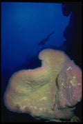 156087 Caribbean Elephant Ear Sponge With Diver In The Distance A4 Photo Print