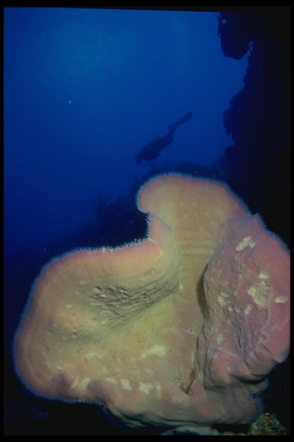 156087 Caribbean Elephant Ear Sponge With Diver In The Distance A4 Photo Print