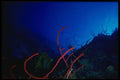 156088 Caribbean Wall With Divers In The Distance A4 Photo Print