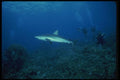 156089 Gray Reef Shark With Scuba Divers Looking On A4 Photo Print