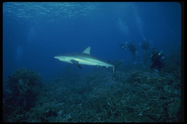 156089 Gray Reef Shark With Scuba Divers Looking On A4 Photo Print