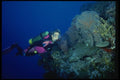 156091 Scuba Diver On Pacific Reef A4 Photo Print