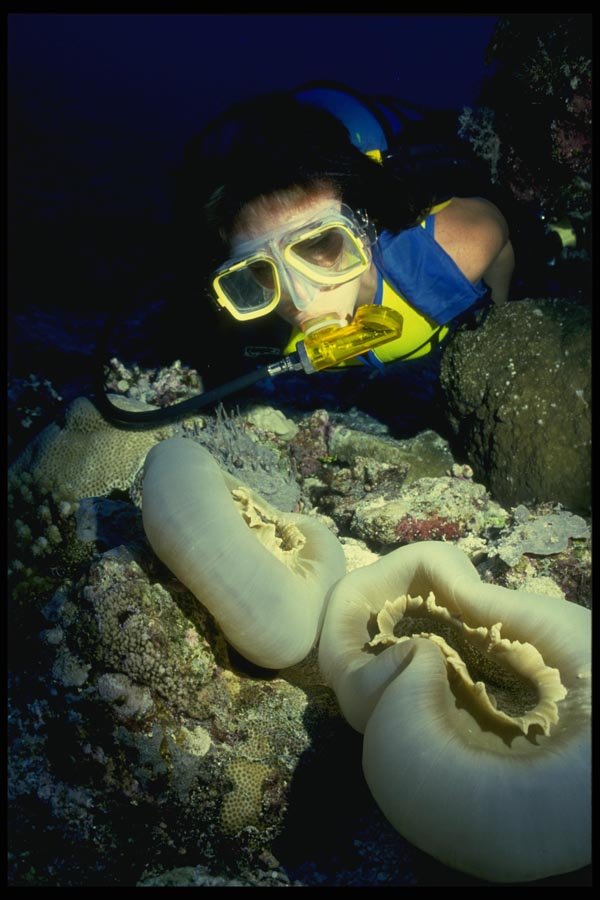 156093 Scuba Diver Exploring Sea Floor A4 Photo Print
