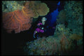156096 Sea Fans And Sea Whips In Coral Arch A4 Photo Print