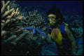 156097 Scuba Diver And Large Blue Sea Star A4 Photo Print