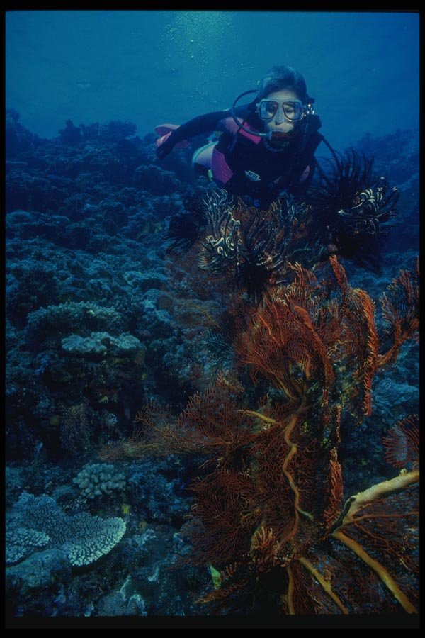 156098 Scuba Diver And Pacific Crinoids On Sea Fan A4 Photo Print