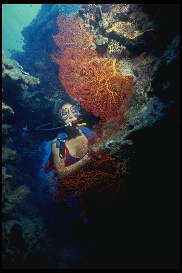 156099 Scuba Diver And Pacific Sea Fan A4 Photo Print