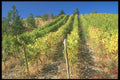 157001 Okanagan Vineyard, British Columbia A4 Photo Print