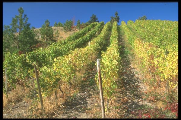 157001 Okanagan Vineyard, British Columbia A4 Photo Print