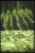 157002 Seyval Blanc Vineyard (white Wine) A4 Photo Print