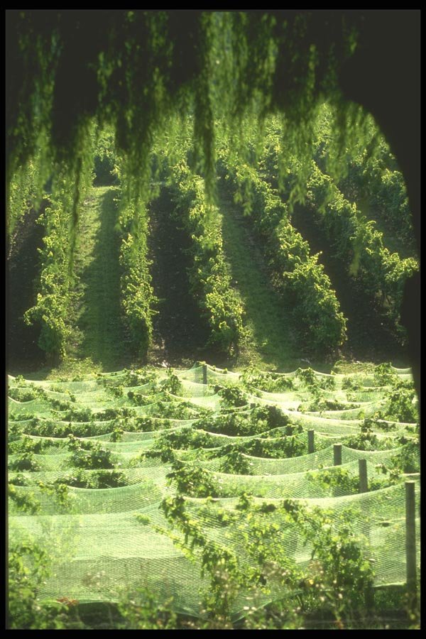 157002 Seyval Blanc Vineyard (white Wine) A4 Photo Print
