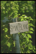 157003 Seyval Vineyard Vinifera (white) A4 Photo Print