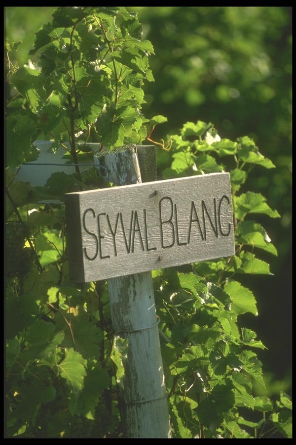 157003 Seyval Vineyard Vinifera (white) A4 Photo Print