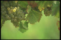 157004 Grapes A4 Photo Print