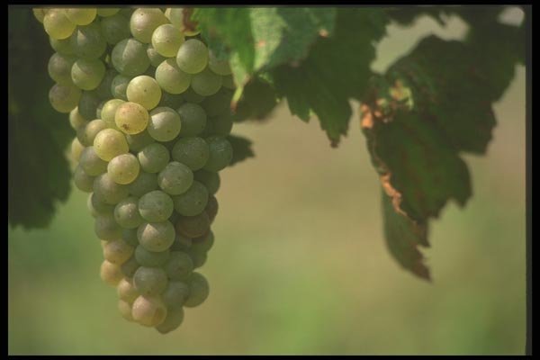 157005 Grapes A4 Photo Print